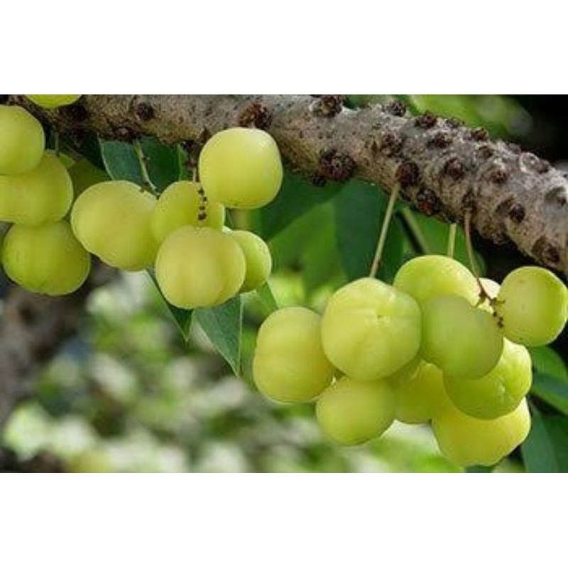 ต้นมะยมเปรี้ยว ไม้มงคล นิยมปลูกหน้าบ้าน ผลนำไปทานสด ,ดอง,เเช่อิ่ม ,ใบอ่อนกินได้  ต้นเเข็งเเรงพร้อมปลูก - รูปที่ 2