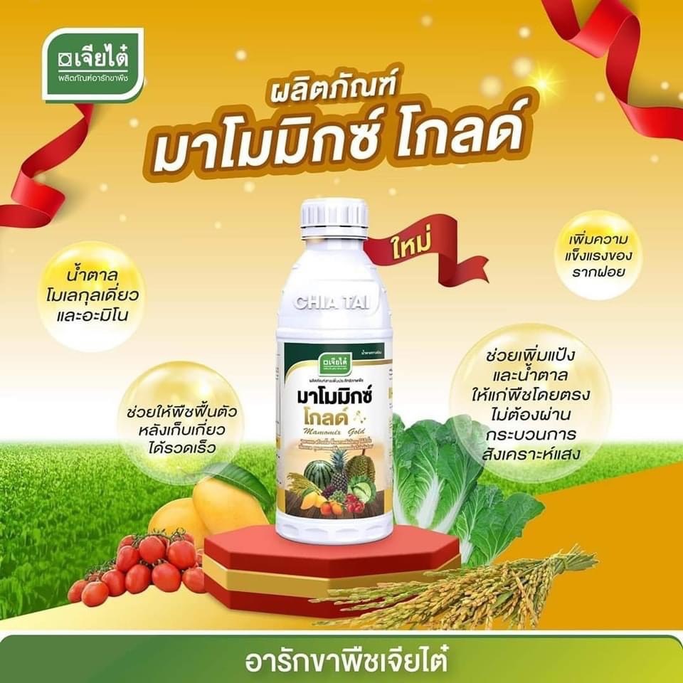 มาโมมิกซ์ โกลด์ ขนาด 1 ลิตร #(น้ำตาลทางด่วน + อะมิโน)เพิ่มแป้งและน้ำตาล ระยะออกดอก ขยายผล เพิ่มน้ำหนัก สร้างเนื้อ