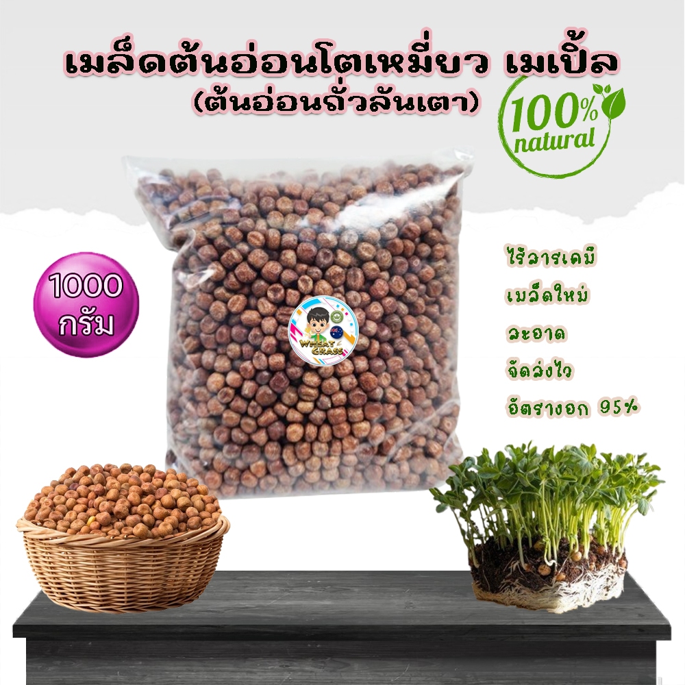 เมล็ดต้นอ่อนโต้วเหมี่ยว ต้นอ่อนถั่วลันเตา โตเหมี่ยวเพาะงอก