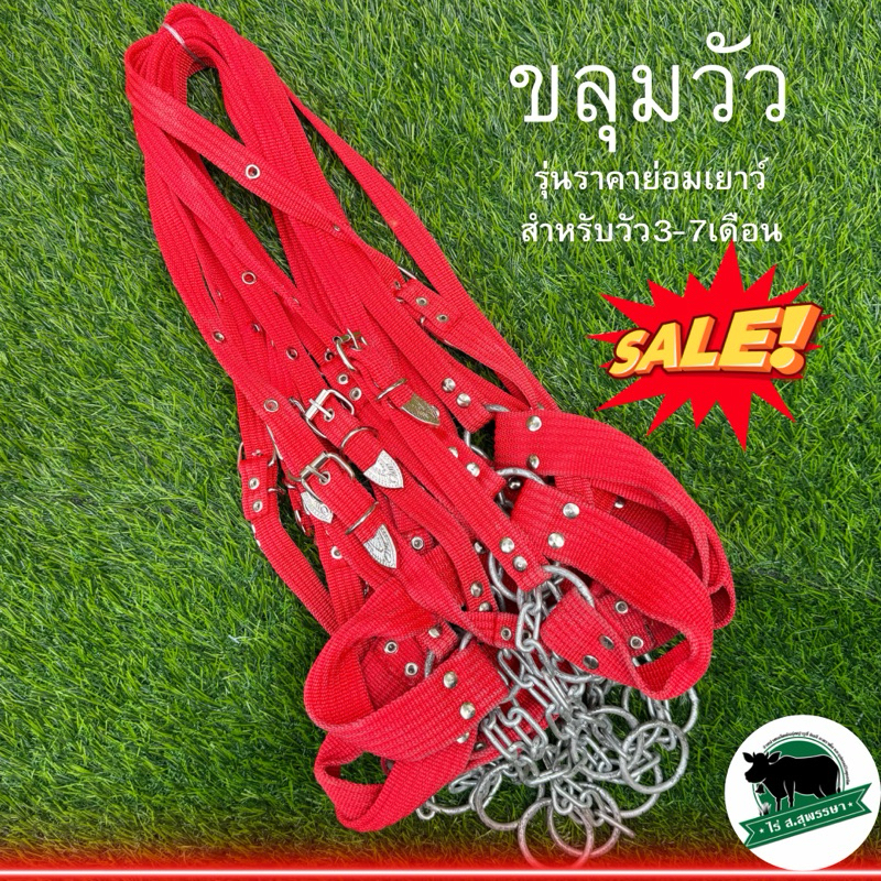 ขลุมวัว ขลุมจูงวัว รุ่นราคาย่อมเยาว์ เม่าวัว สายจูงวัว