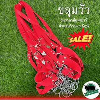 ขลุมวัว ขลุมจูงวัว รุ่นราคาย่อมเยาว์ เม่าวัว สายจูงวัว