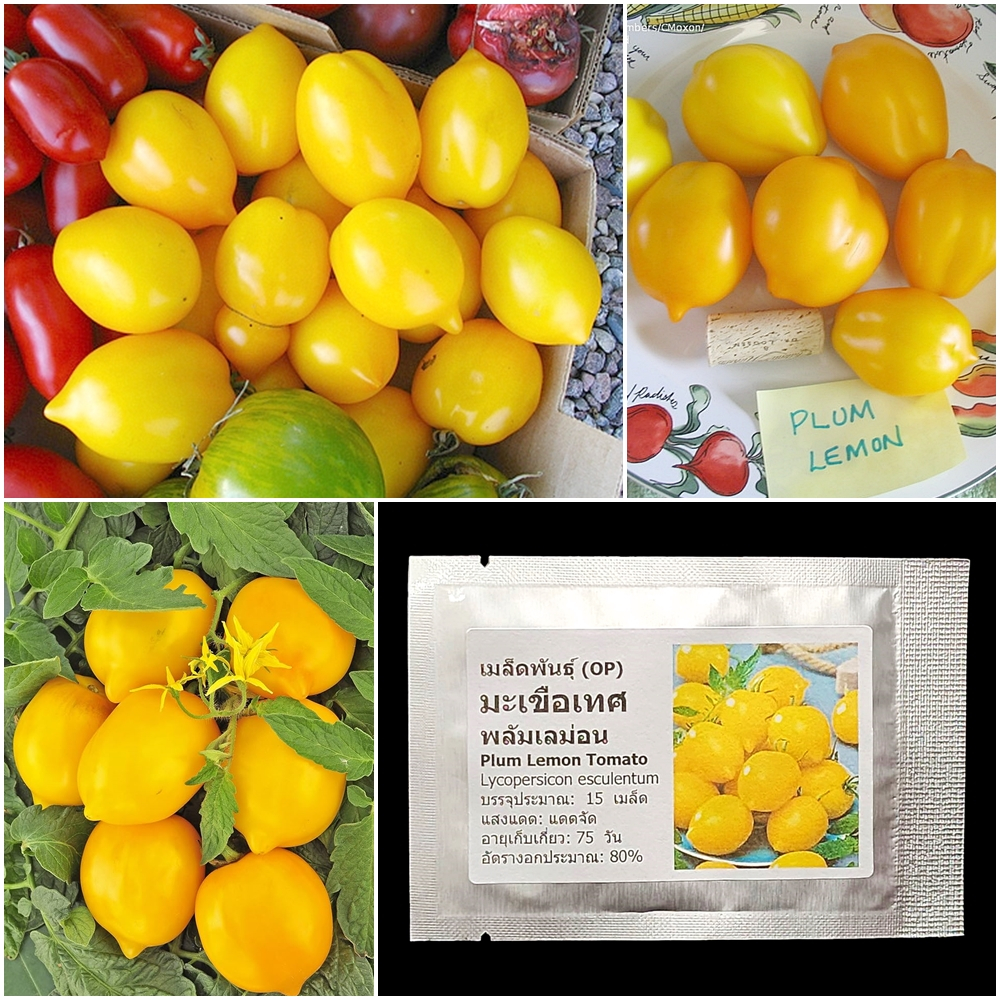 เมล็ดพันธุ์ มะเขือเทศ พลัมเลม่อน Plum Lemon Tomato Seed 15 เมล็ด คุณภาพดี ของแท้ 100%