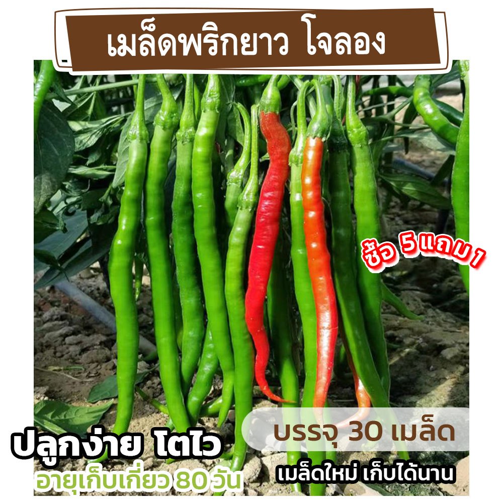 เมล็ดพันธุ์ พริกโจลอง พริกยาว แบ่งขาย 30 เมล็ด (ซื้อ 5 แถม 1) คละชนิดได้