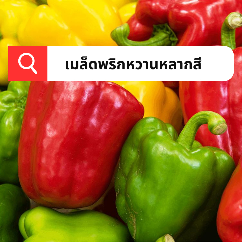 เมล็ดพริกหวานหลากสี 80-100เมล็ด เมล็ดพริกหวานคละสี เมล็ดพันธ์ุนำเข้า อัตตราการงอกสูง สายพันธุ์แท้ สามารถทำพันธุ์ต่อได้