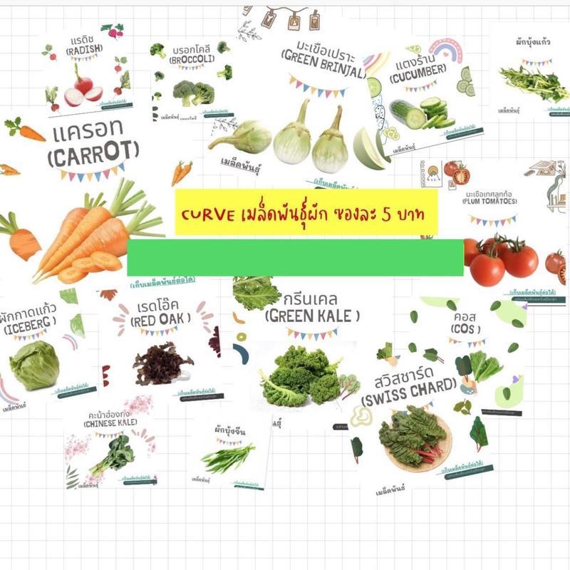 Curve เมล็ดพันธุ์ผัก 10 ซอง แถม 3 ซอง มีให้เลือกหลายแบบ