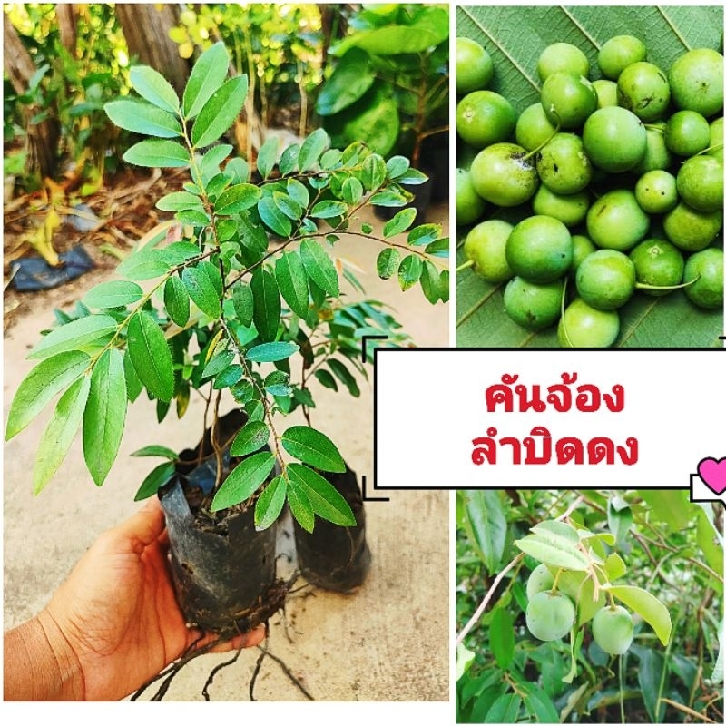 ต้นคันจ้อง ลำบิดดง ผลไม้ป่า,ผัก พื้นบ้านหายาก ต้นพันธุ์เเข็งเเรงพร้อมปลูก สินค้าเสียหายยินดีเคลมฟรี