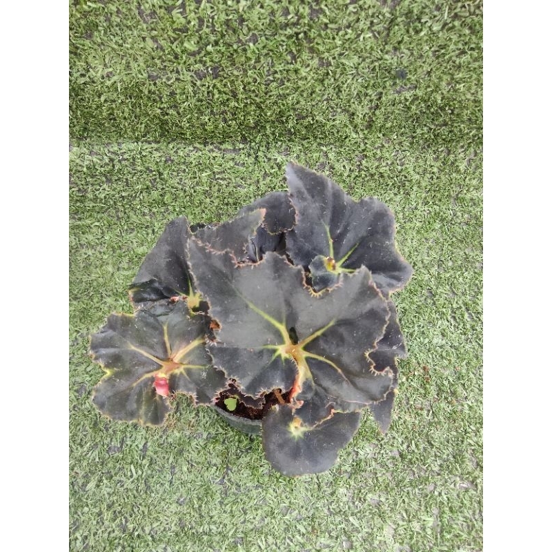 ต้นบีโกเนีย' Apache ' [ Begonia  Apache ] ในกระถาง3"