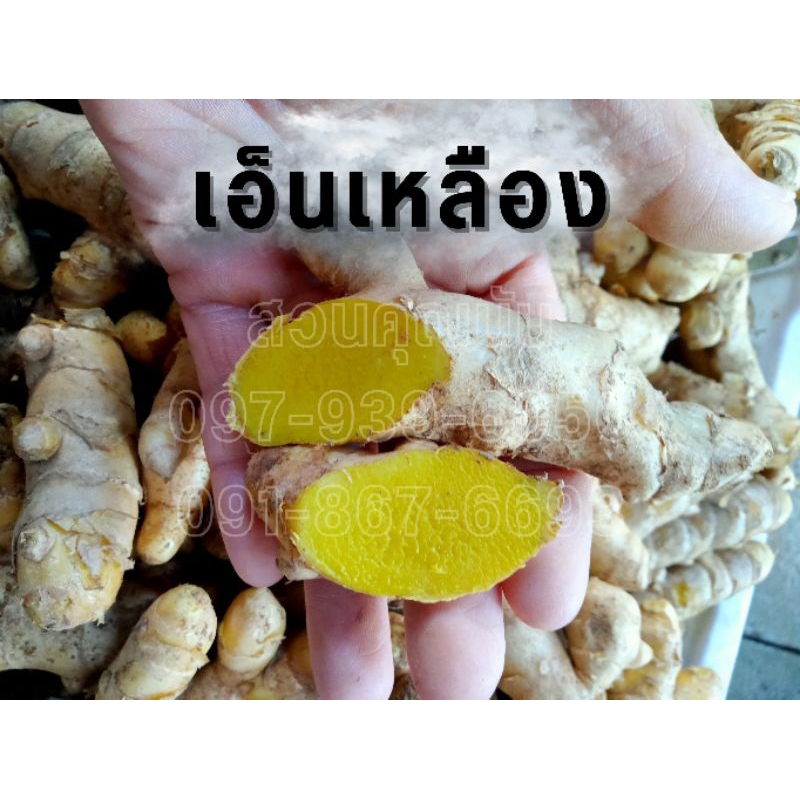 ว่านเอ็นเหลือง 1 กิโลกรัม