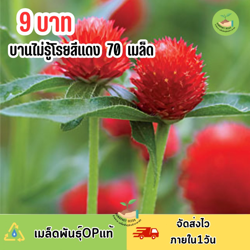 9 บาท เมล็ดพันธุ์ ดอกบานไม่รู้โรยสีแดงล้วน บรรจุ70 เมล็ด