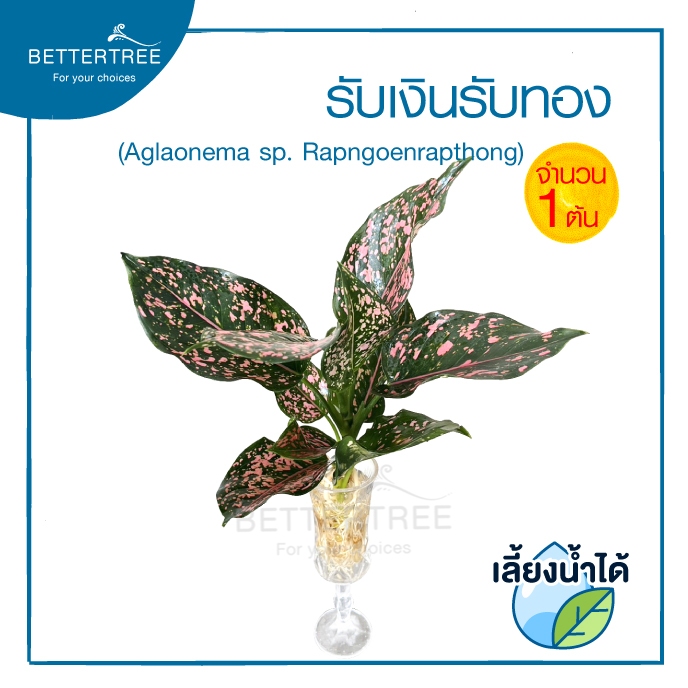 รับเงินรับทอง ไซซ์ใหญ่ (จำนวน 1 ต้น) เลี้ยงน้ำได้ ต้นไม้ ไม้ฟอกอากาศ