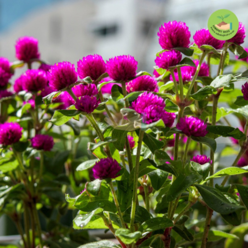 9บาท เมล็ดพันธุ์ดอกบานไม่รู้โรยสีม่วงล้วน บรรจุ 70 เมล็ด - รูปที่ 2