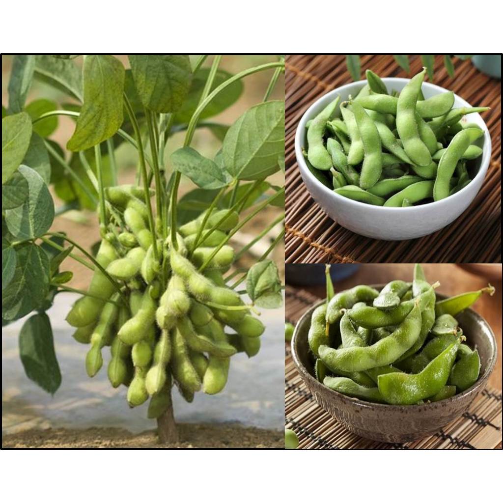 ถั่วแระญี่ปุ่น (Edamame) พันธุ์ฝักดก ฝักใหญ่ หอม อร่อย(ซื้อ 4 แถม 1/10 แถม 3)พร้อมวิธีการปลูก บรรจุ 80-120 เมล็ด/ซอง