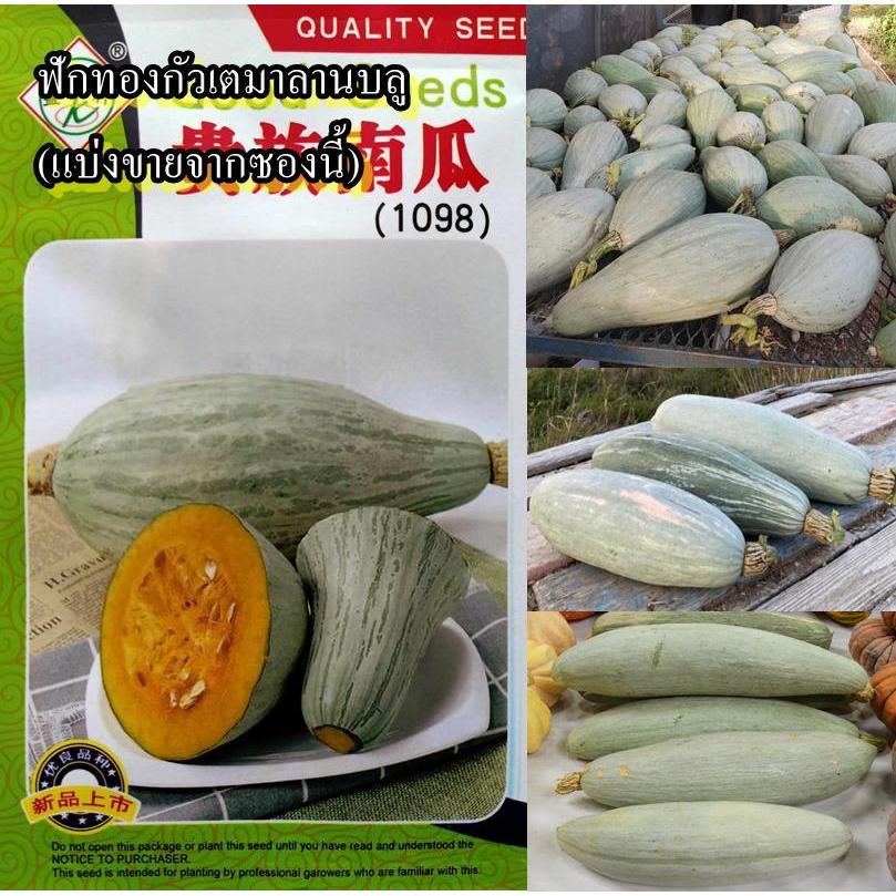 4 เมล็ด เมล็ดฟักทองกัวเตมาลานบลู (ปลูกง่าย รสชาติหอมหวานมันอร่อย เนื้อแน่นเนียนละเอียด เนื้อด้านในสีเหลือง)