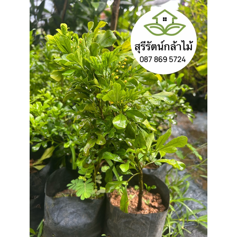 ต้นประยงค์ ดอกสีเหลือง