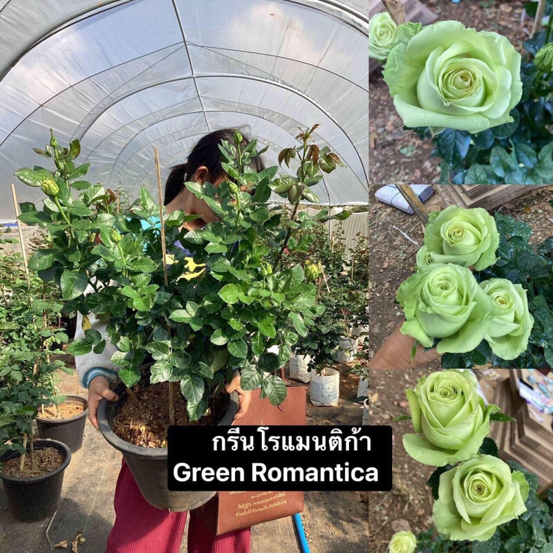 กุหลาบ-กรีนโรแมนติก้า Green Romantica (กระถาง 12 นิ้ว)