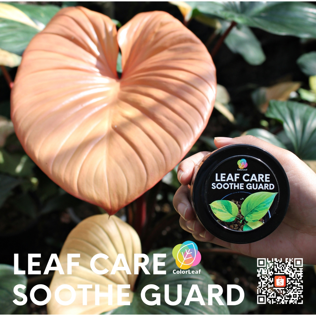 Color Leaf : LEAF CARE SOOTHE GUARD ผลิตภัณฑ์ทาปิดแผลต้นไม้ ปูนทาแผล ป้องกันเชื่อรา