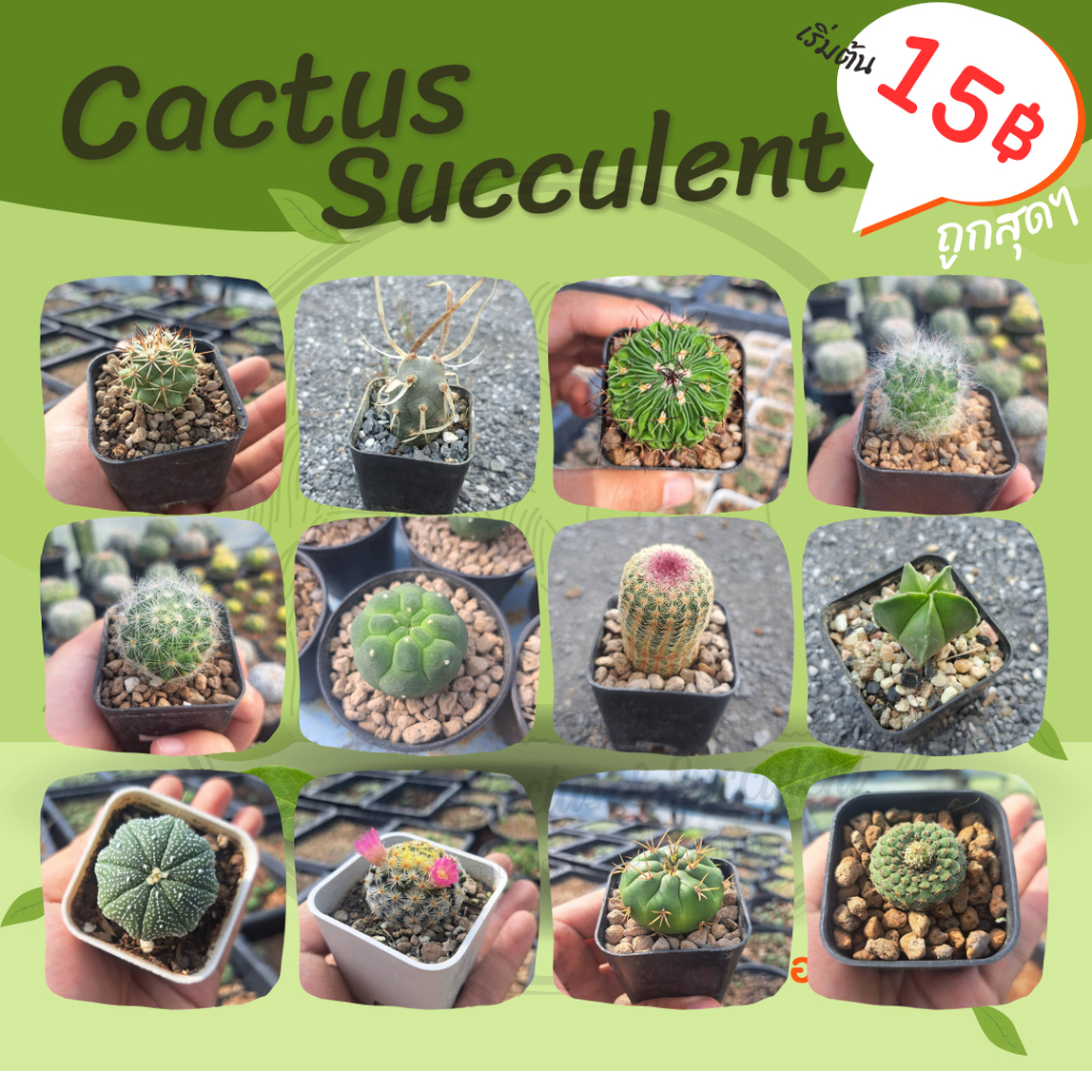 กระบองเพชร แคคตัส หลากหลายสายพันธุ์ (ต้นละ 15 บาท) [จัดส่งทั้งกระถาง]