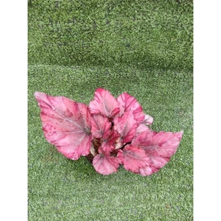 ต้นบีโกเนีย ' Lava Red ' [Begonia Lava Red] ไม้ในกระถาง3"
