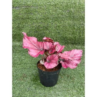 ต้นบีโกเนีย ' Lava Red ' [Begonia Lava Red] ไม้ในกระถาง3"