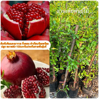 ต้นทับทิมแดงมารวย💥กิ่งตอน ชำเรียบร้อยพร้อมปลูกขนาด80-100cmรั…
