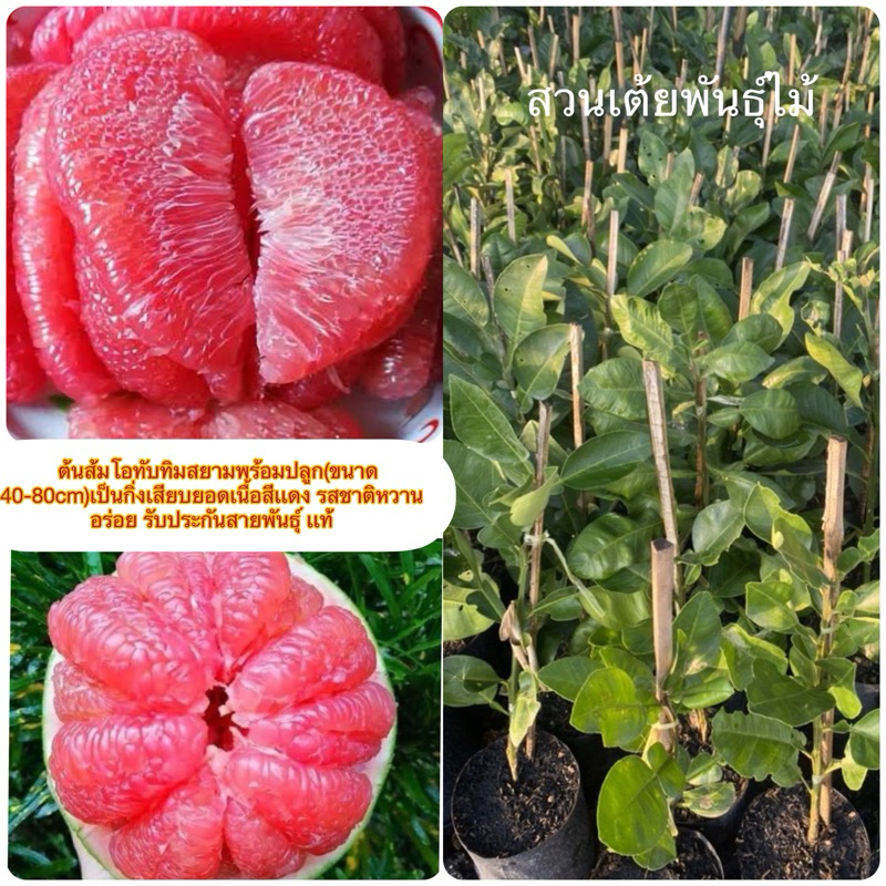 ต้นส้มโอทับทิมสยาม(ขนาด 40-80cm)เป็น💥กิ่งเสียบยอดเนื้อสีเเดงรสชาติหวานอร่อย รับประกันสายพันธุ์ เเท้