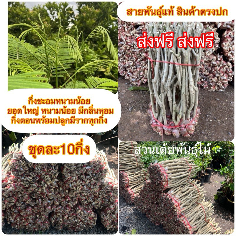 กิ่งชะอมหนามน้อยชุดละ10กิ่งส่งฟรี💥หนามน้อย มีกลิ่นหอมกิ่งตอนพร้อมปลูกมีรากทุกกิ่ง