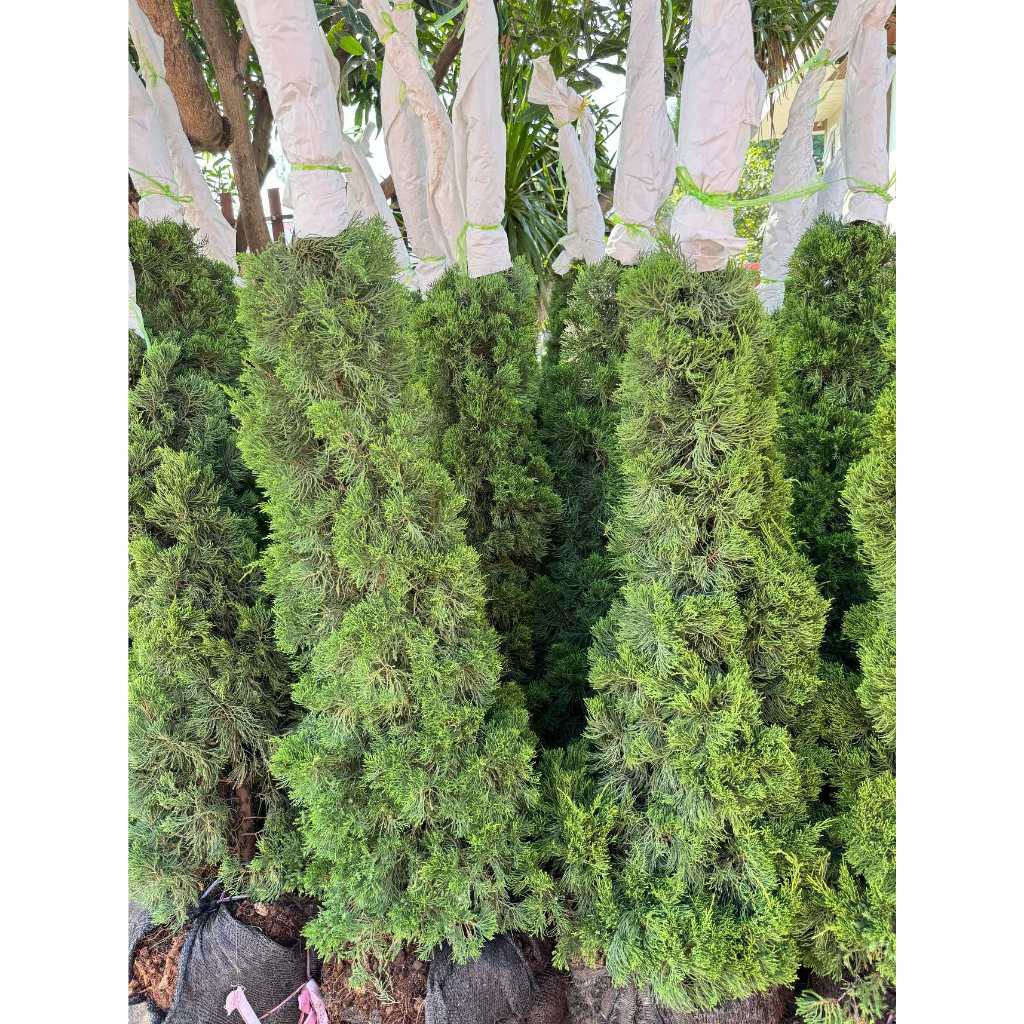 สนมังกร สูง 2.3 เมตร ถุงดำมี กระถาง 15 นิ้วแถมให้