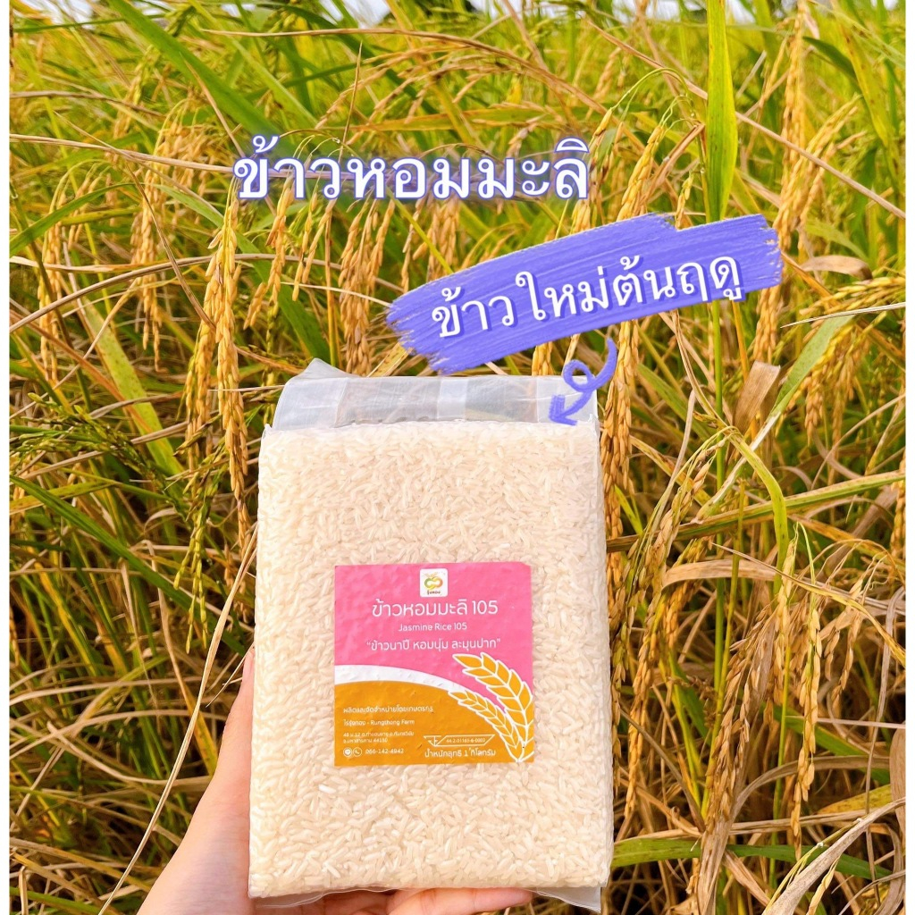 รุ้งทอง ข้าวหอมมะลิ แท้100% พันธุ์ดอกมะลิ 105 ข้าวปลอดสาร ข้าวนาปี ขนาด 1 กิโลกรัม ข้าวใหม่ต้นฤดู