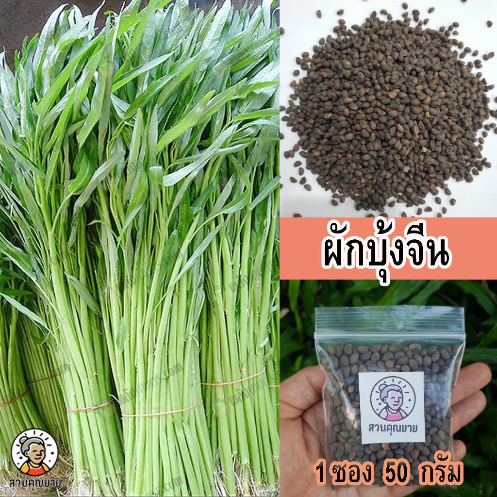 เมล็ดพันธุ์ผักบุ้งจีน กรอบอร่อย ไม่เหม็นเขียว เติบโตดี ลำต้นตรง ระยะเวลาเก็บเกี่ยวสั้น ขนาด 50 กรัม