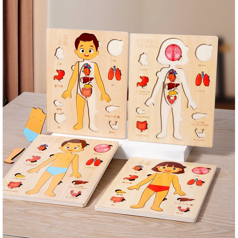 Human body structure puzzle : Multi-layer organ  encyclopedia cognitive บอร์ดร่างกาย จิ๊กซอว์ร่างกาย อวัยวะภายใน