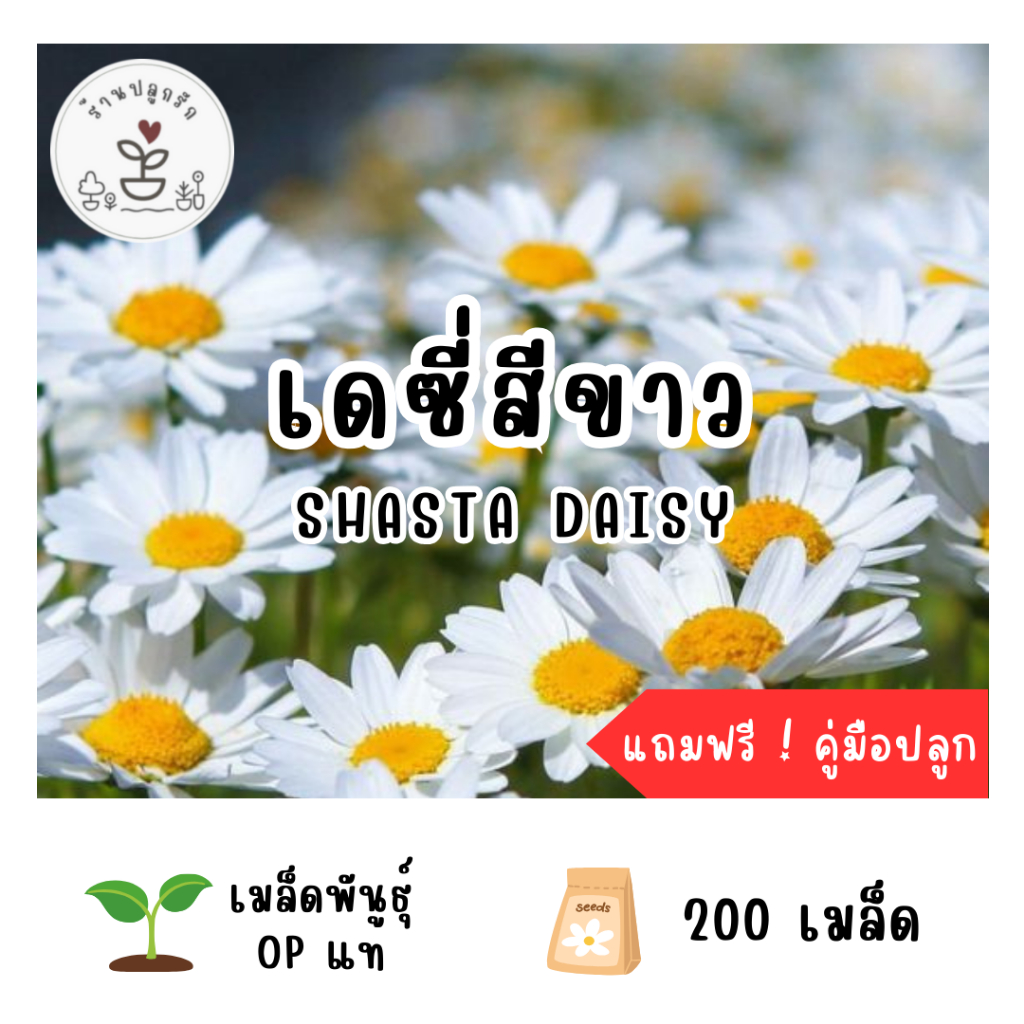 LXG : เมล็ดพันธุ์ ดอกเดซี่ ชาสต้า (Shasta Daisy) 200 เมล็ด เดซี่ขาว เมล็ดแท้ อัตราการงอกสูง
