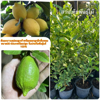 ต้นมะนาวเลม่อนยูเรก้า🍋พร้อมออกลูก🍋ขนาด30-50cmกระถาง8นิ้วแข็ง…