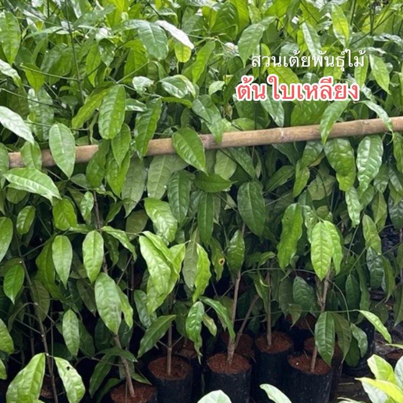 ต้นเหลียง ใบเหลียงกิ่งตอนขนาด50-80cm ในถุงชำพร้อมปลูก