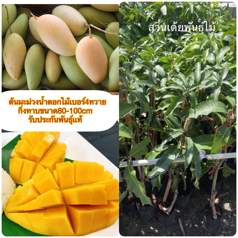 ต้นมะม่วงน้ำดอกไม้เบอร์4ทวายกิ่งทาบขนาด80-100cm ออกลูกตลอดทั้งปีรับประกันพันธุ์เเท้