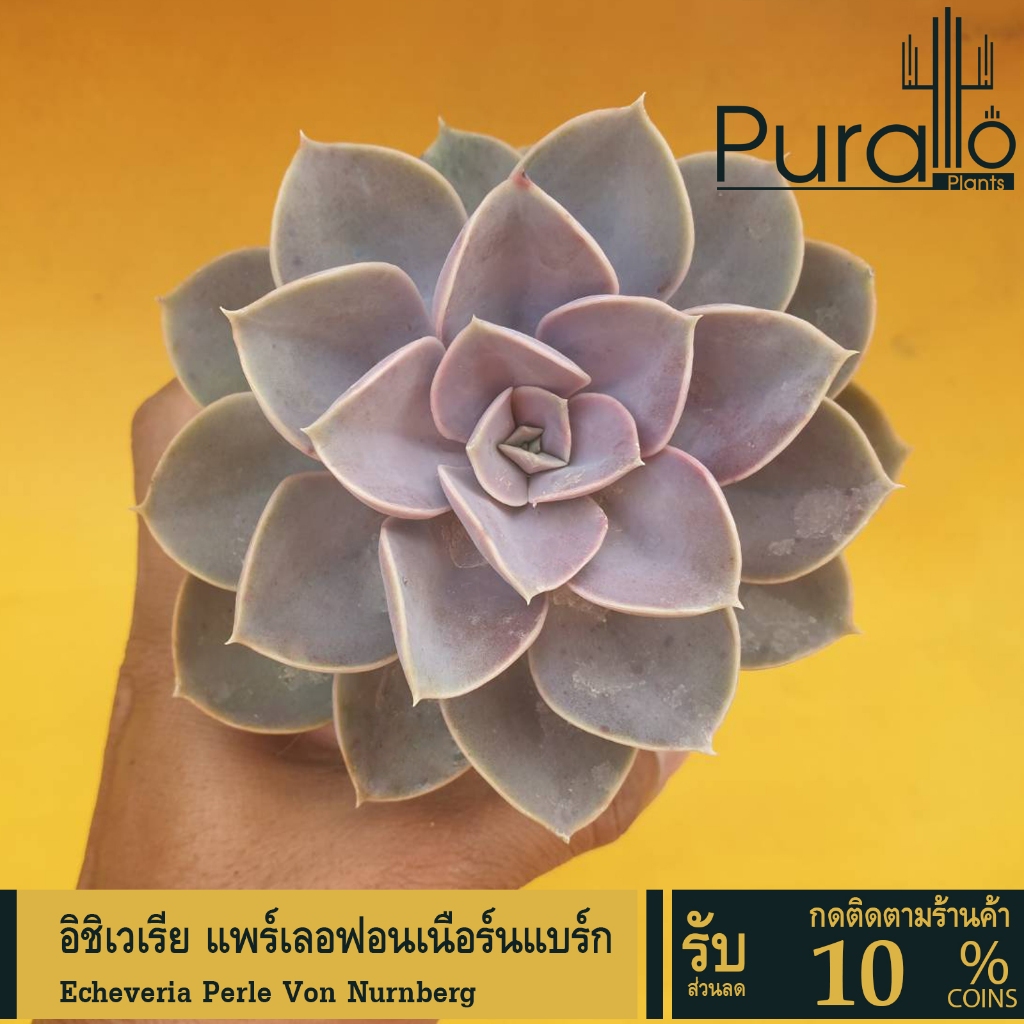 ต้นไม้อวบน้ำ กุหลาบหิน อิชิเวเรีย แพร์เลอฟอนเนือร์นแบร์ก Echeveria Perle Von Nurnberg #สีชมพู