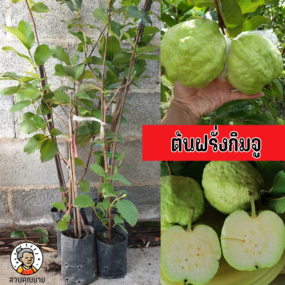 ต้นฝรั่งกิมจู ขนาด 65-100 ซม. สีนวลสวย รสหวานกลมกล่อม  มีสารต่อต้านอนุมูลอิสระสูง ช่วยชะลอวัย