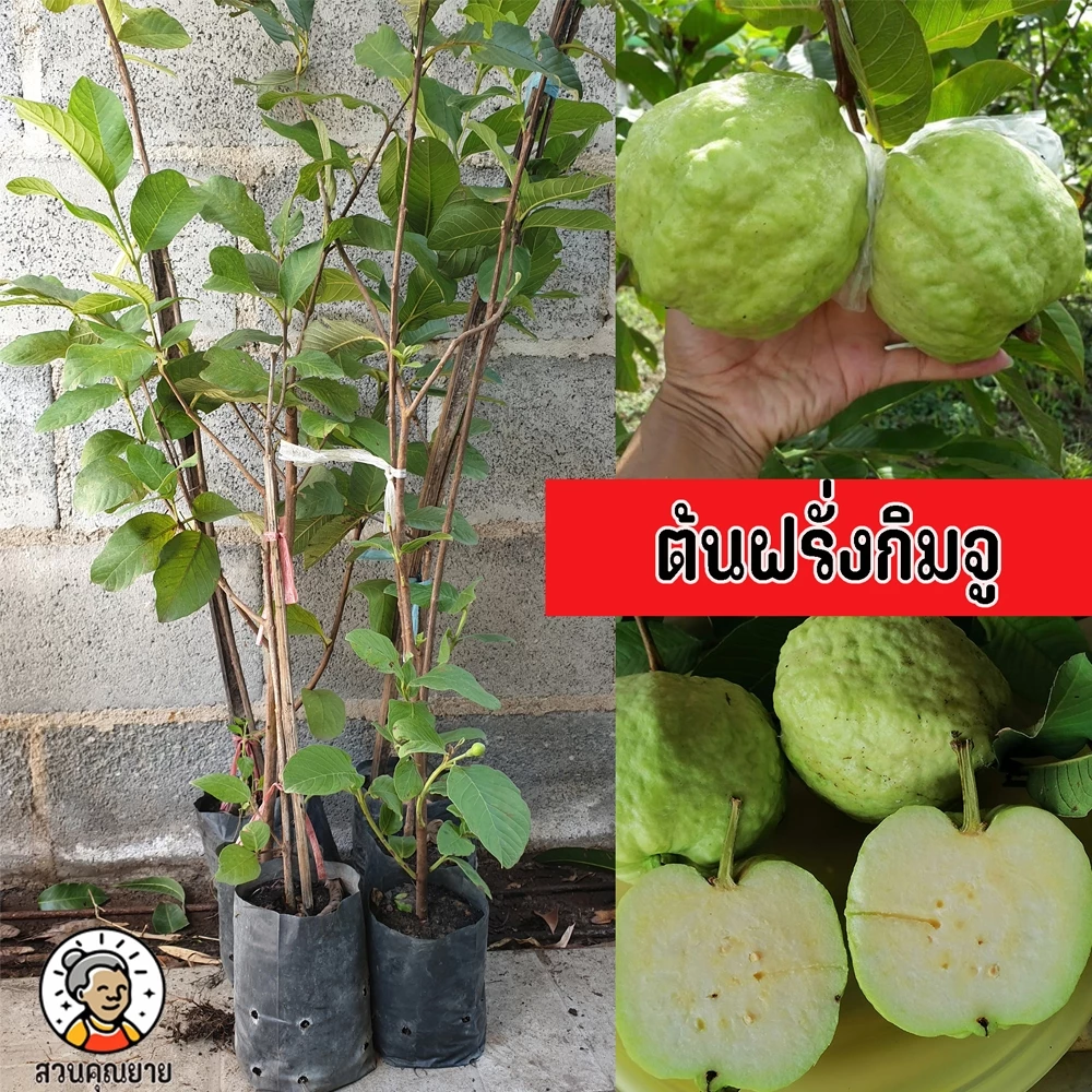 ต้นฝรั่งกิมจู ขนาด 65-100 ซม. สีนวลสวย รสหวานกลมกล่อม มีสารต่อต้านอนุมูลอิสระสูง ช่วยชะลอวัย