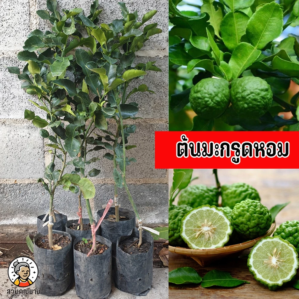 มะกรูดหอม ขนาด 65-100 ซม.ใบใหญ่ ผิวใบเรียบ หนามน้อย เสียบตอส้มโอ ใช้ประกอบอาหารเพื่อดับกลิ่นคาว