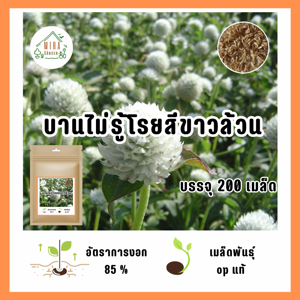 เมล็ดพันธุ์ บานไม่รู้โรย สีขาว บรรจุ 200 เมล็ด