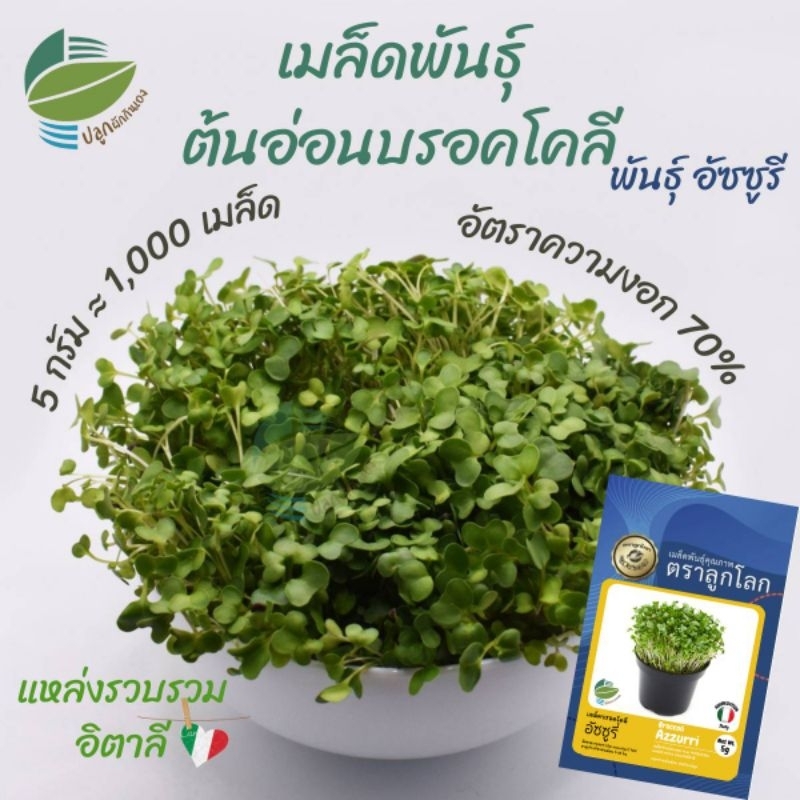 เมล็ดพันธุ์ ต้นอ่อน บรอคโคลี พันธุ์อัซซูรี  (Broccoli Sprout)