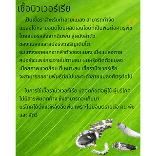 หัวเชื้อ บิวเวอร์เรีย+เมธาไรเซียม+ พาซิโลมัยซิส สำหรับ กำจัดและป้องกัน เพลี้ย และ แมลงศัตรูพืช