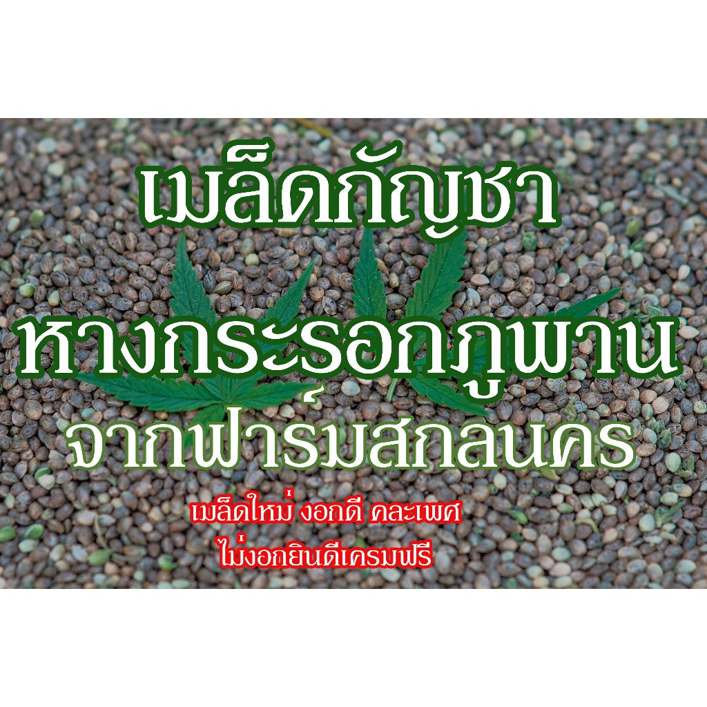 เมล็ดกัญชา พันธุ์หางกระรอกภูพาน จากฟาร์มที่สกลนคร