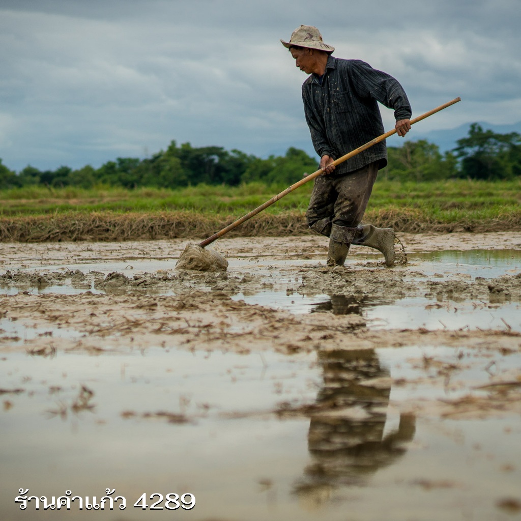 เมล็ดพันธุ์ข้าวเหนียว กข6 ต้นเตี้ย เบอร์ 18 (น่าน59) บรรจุ 15 กก.พันธุ์ข้าวเหนียวนาปี ปลูกเองขายเองโดยวิธีธรรมชาติ - รูปที่ 2