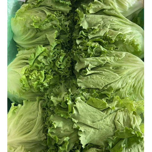 ผักกาดหอม กิโลละ 82 บาท