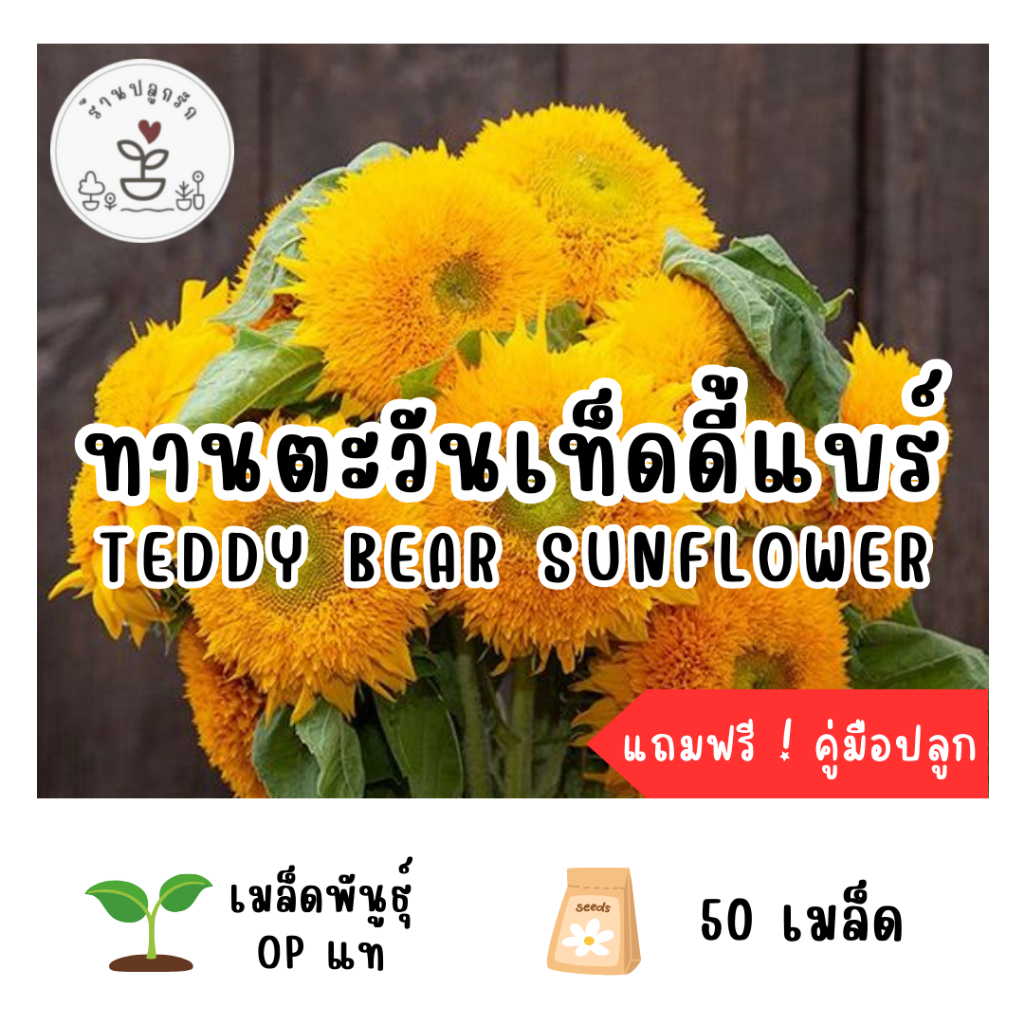 LXG : เมล็ดพันธุ์ ดอกทานตะวันเท็ดดี้แบร์ (Teddy Bear Sunflower) 50 เมล็ด ทานตะวัน ปลูกง่าย โตเร็ว เมล็ดแท้อัตราการงอกสูง