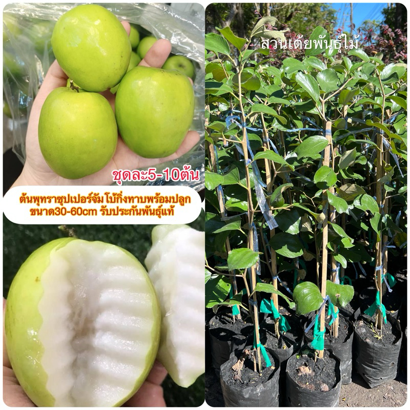 ต้นพุทราซุปเปอร์จัมโบ้ ชุดละ10ต้น กิ่งทาบพร้อมปลูกขนาด30-60cmปลูก 5เดือนติดลูกรับประกันพันธุ์แท้