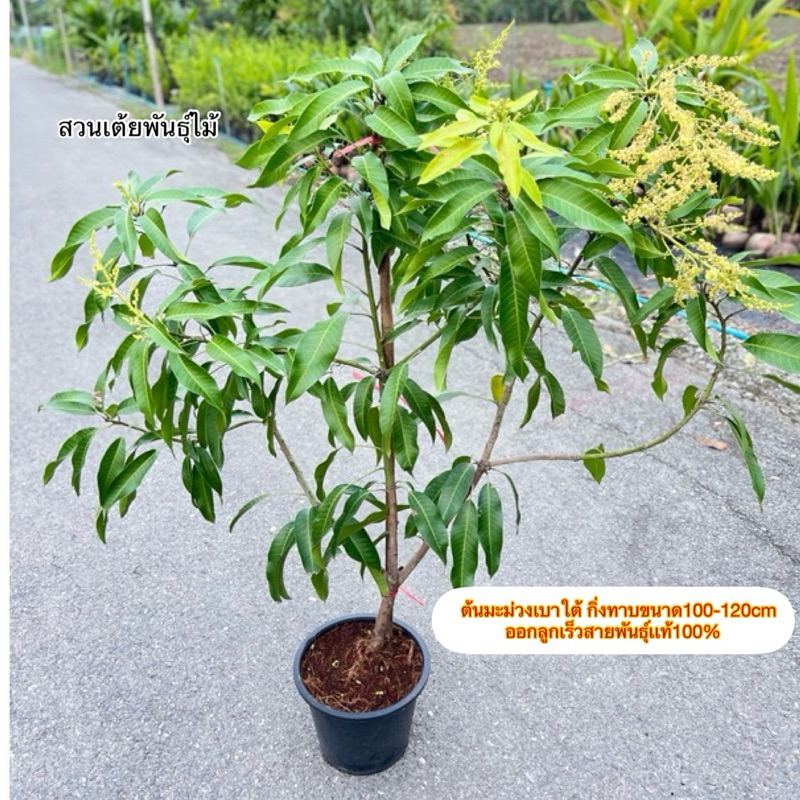 ต้นมะม่วงเบาใต้กิ่งทาบขนาด100-150cm ❗️ชุดนี้ต้นที่ออกดอกติดผลยังไม่มีจ้า❗️รับประกันสายพันธุ์เเท้จากสวนเราเอง
