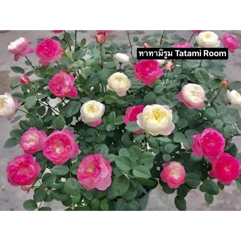 กุหลาบ-ทาทามิรูม Tatami Room .. (ดอกเปลี่ยนสี สีเหลือง-สีแดง)