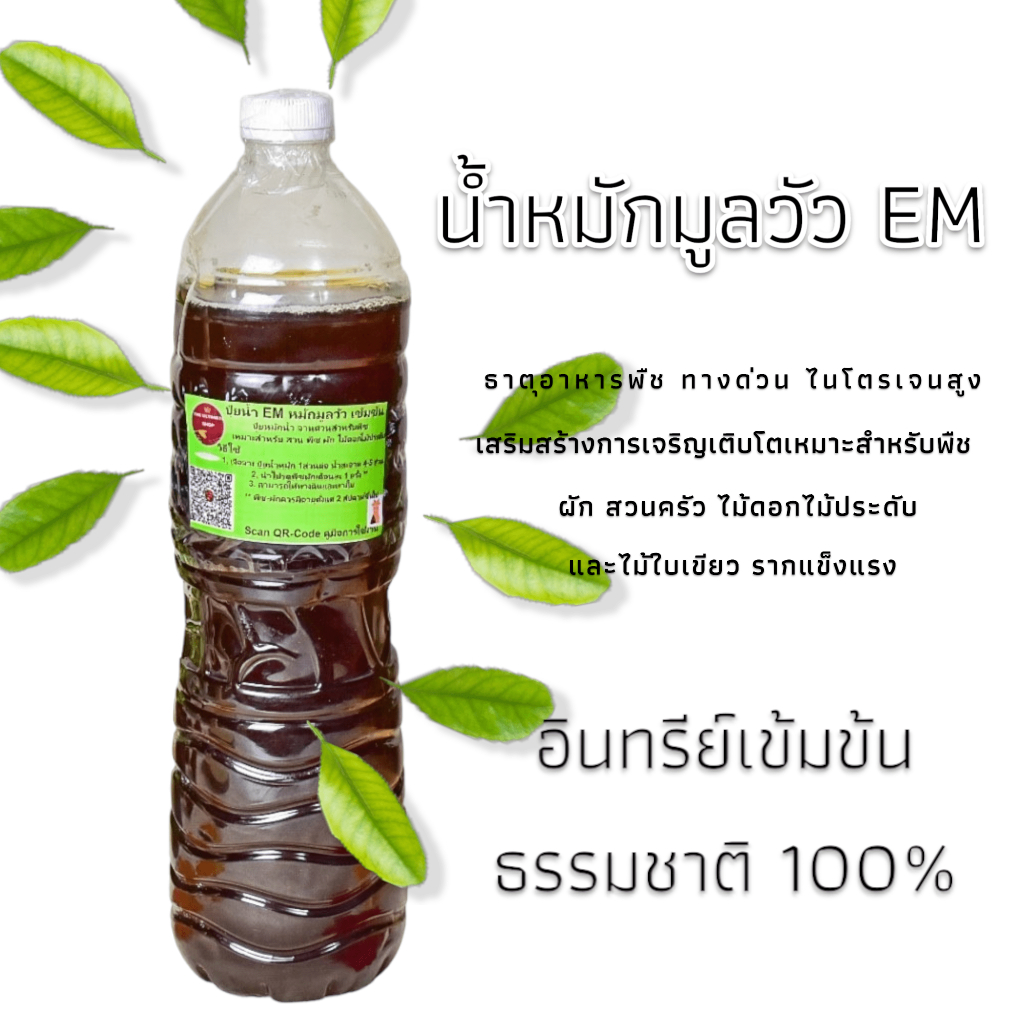 น้ำหมักขี้วัว หมักปู๋ยคอกมูลวัวด้วยEM อาหารจานด่วนสำหรับพืช