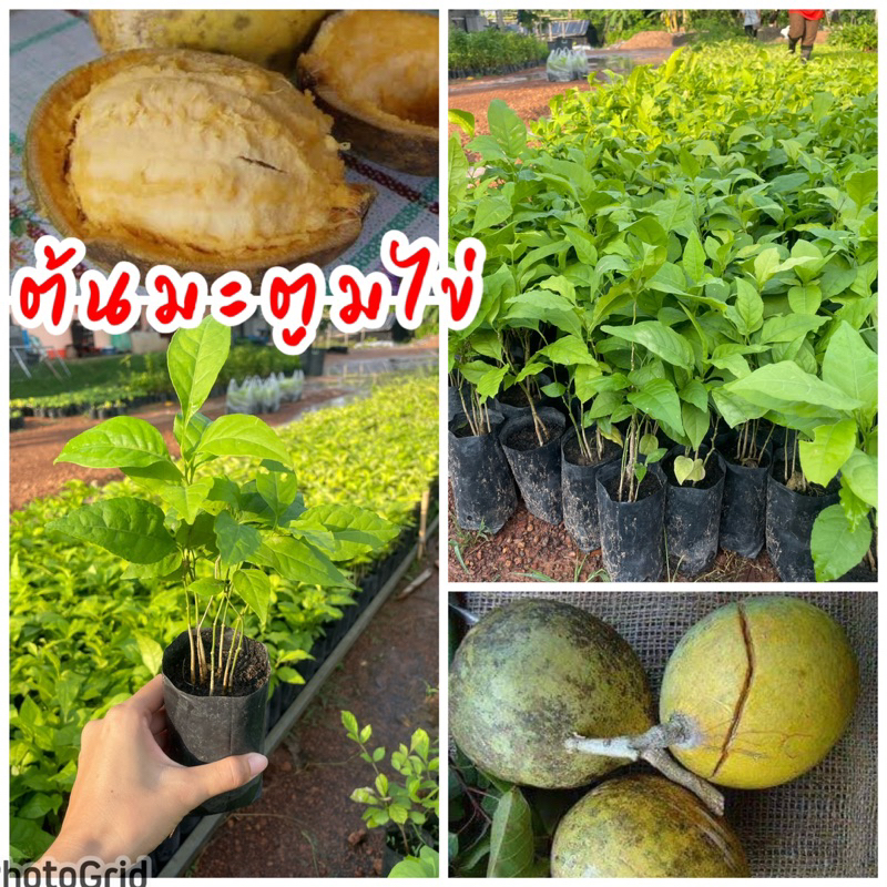 ต้นมะตูมไข่ หรือ มะตูมบ้าน เพาะเม็ด ผลสุกมีเนื้อสีเหลือง หวานหอมอร่อย เป็นสมุนไพรแก้กระหายน้ำ ลดความดันโลหิตสูง